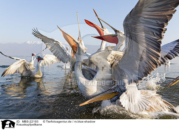Krauskopfpelikane / MBS-22193