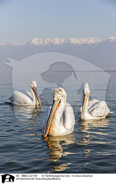 schwimmende Krauskopfpelikane / swimming Dalmatian Pelicans / MBS-22194