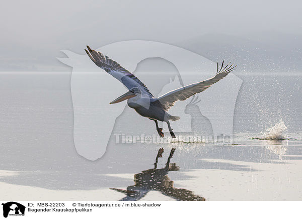 fliegender Krauskopfpelikan / MBS-22203