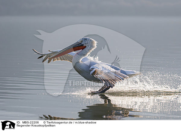 fliegender Krauskopfpelikan / MBS-22206