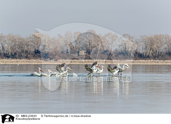 Krauskopfpelikane / Dalmatian pelicans / MBS-23644