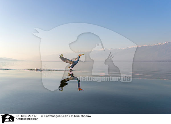 Krauskopfpelikan / MBS-23647