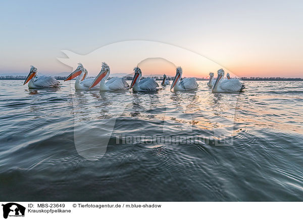 Krauskopfpelikane / MBS-23649