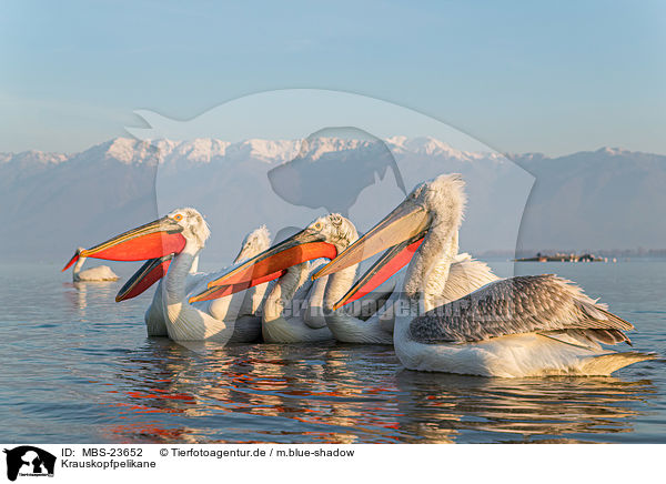 Krauskopfpelikane / Dalmatian pelicans / MBS-23652