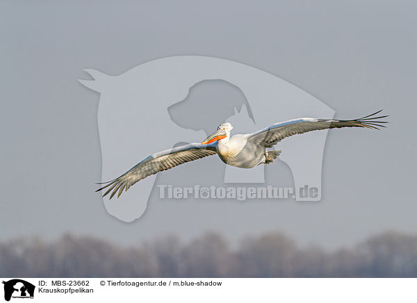 Krauskopfpelikan / MBS-23662