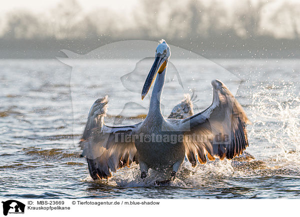 Krauskopfpelikane / Dalmatian pelicans / MBS-23669