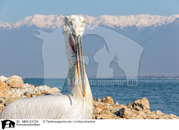 Krauskopfpelikan / Dalmatian pelican / MBS-23709