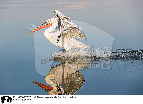 Krauskopfpelikan / Dalmatian pelican / MBS-23717