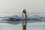 schwimmender Krauskopfpelikan