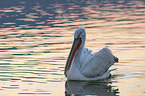 schwimmender Krauskopfpelikan