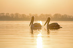 schwimmende Krauskopfpelikane