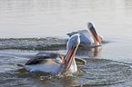 schwimmende Krauskopfpelikane