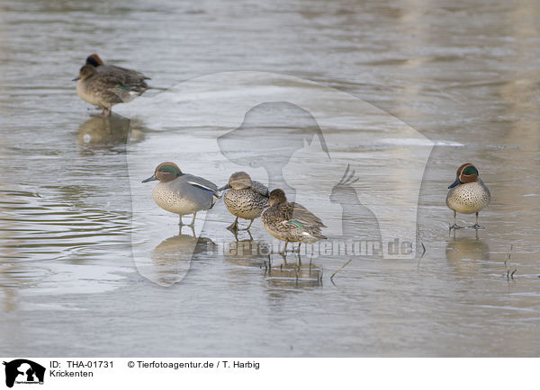 Krickenten / teals / THA-01731