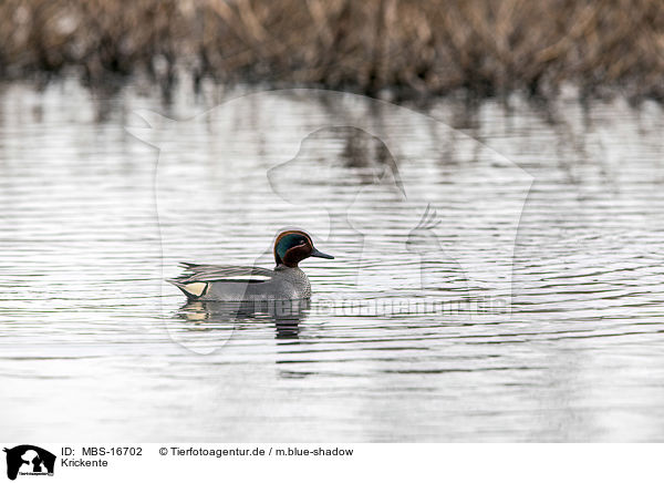 Krickente / common teal / MBS-16702