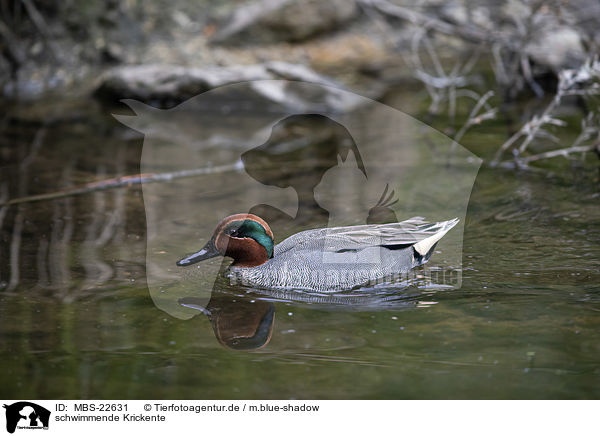 schwimmende Krickente / swimming Common Teal / MBS-22631