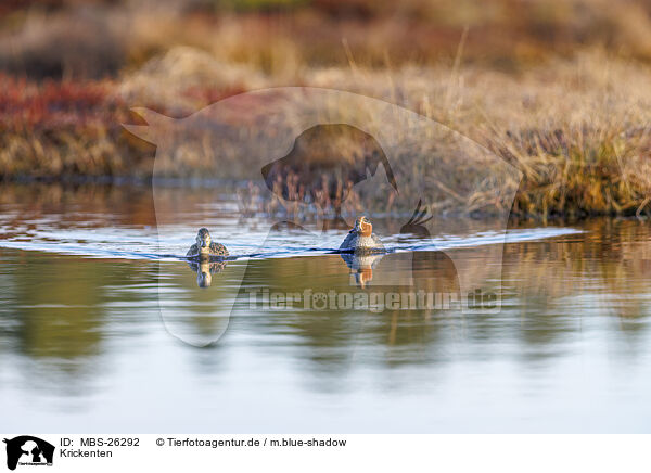 Krickenten / Common teals / MBS-26292