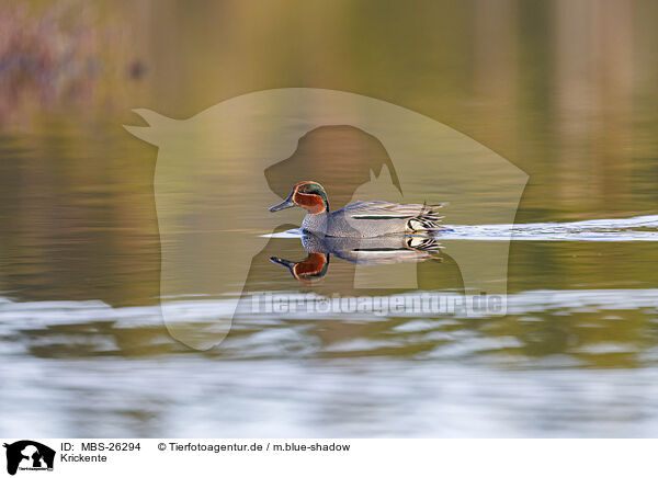 Krickente / Common teal / MBS-26294