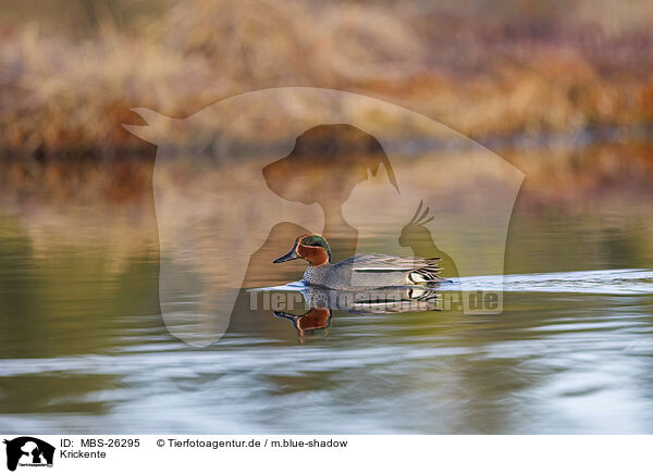 Krickente / Common teal / MBS-26295