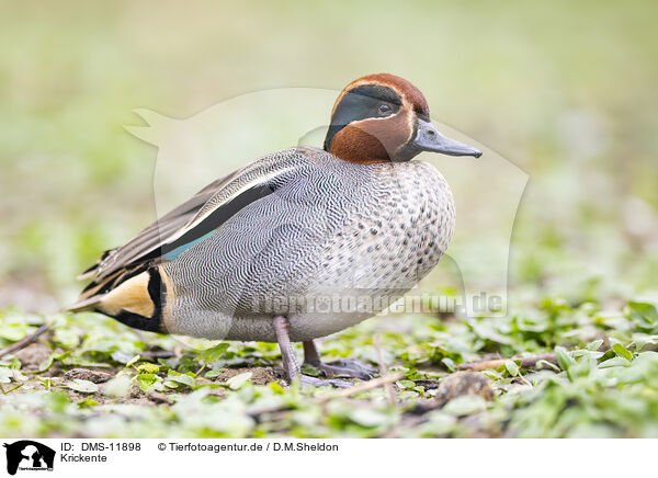 Krickente / Eurasian teal / DMS-11898