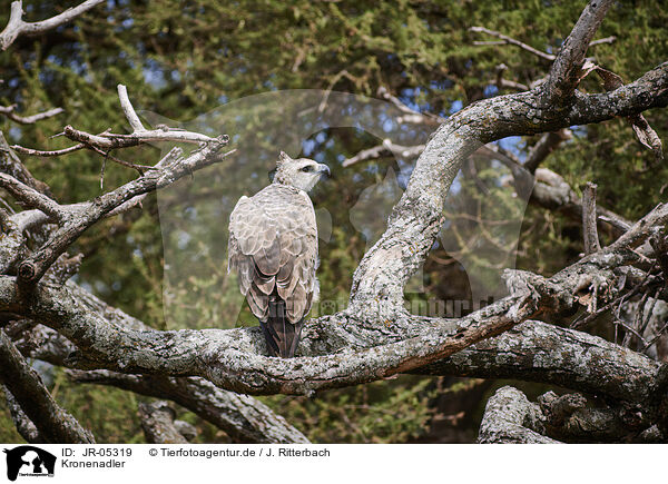 Kronenadler / African crowned eagle / JR-05319