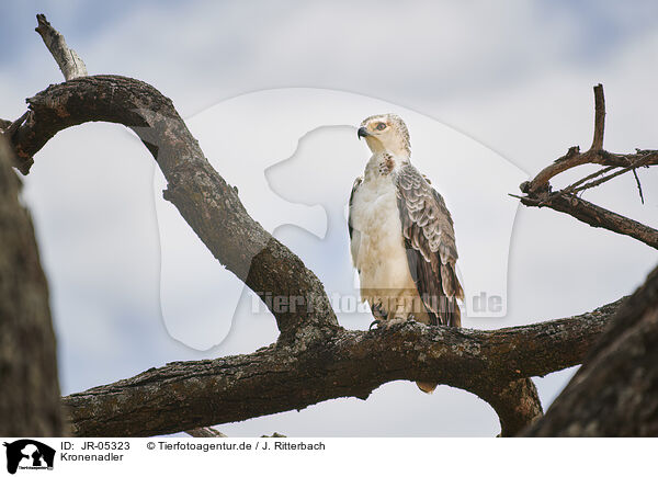 Kronenadler / African crowned eagle / JR-05323
