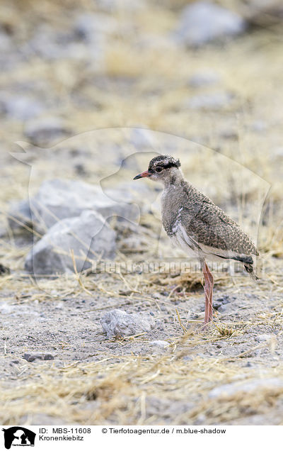 Kronenkiebitz / crowned plover / MBS-11608