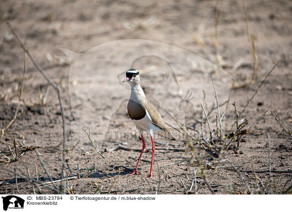 Kronenkiebitz / crowned plover / MBS-23784