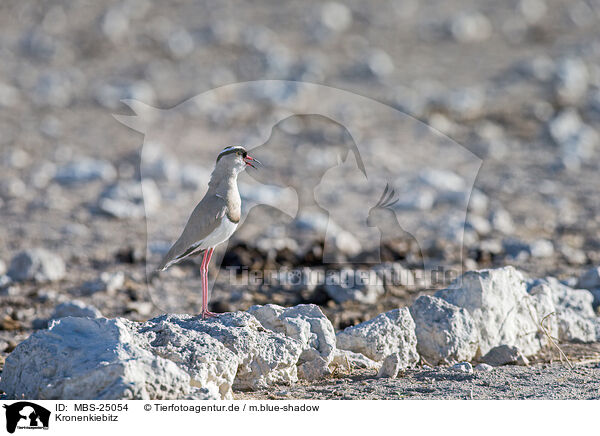 Kronenkiebitz / Vcrowned plover / MBS-25054