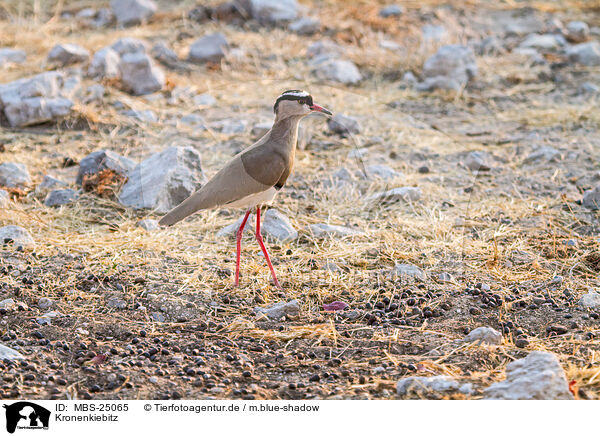 Kronenkiebitz / Vcrowned plover / MBS-25065