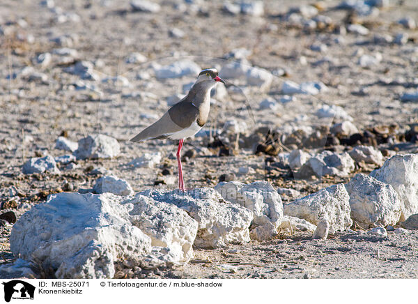 Kronenkiebitz / Vcrowned plover / MBS-25071