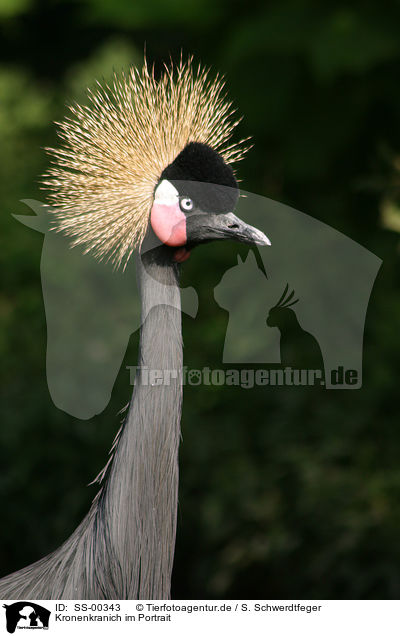 Kronenkranich im Portrait / Crowned Crane Portrait / SS-00343