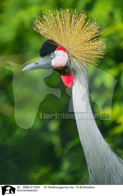 Kronenkranich / crowned crane / DMS-01359