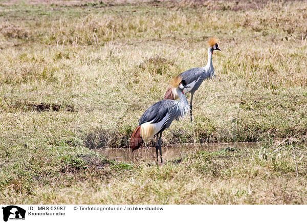 Kronenkraniche / crowned cranes / MBS-03987