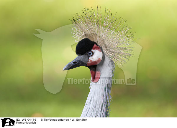 Kronenkranich / crowned crane / WS-04176