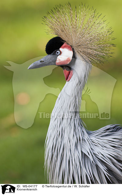 Kronenkranich / crowned crane / WS-04177