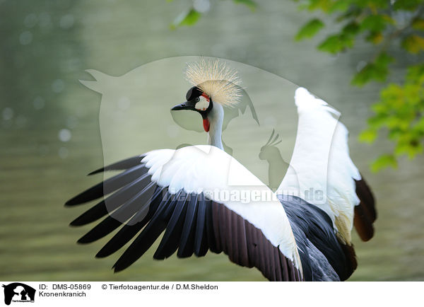 Kronenkranich / crowned crane / DMS-05869
