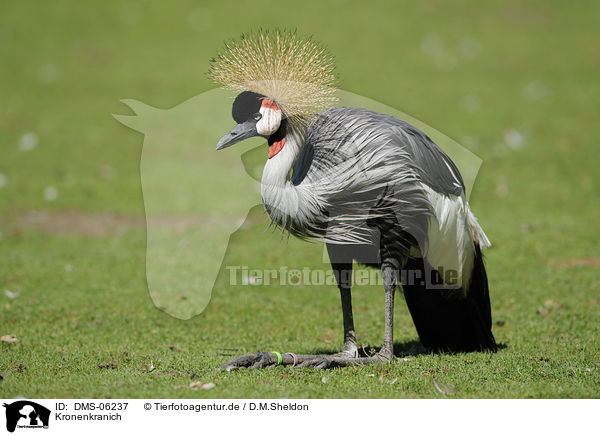 Kronenkranich / crowned crane / DMS-06237