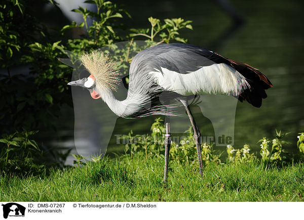 Kronenkranich / crowned crane / DMS-07267