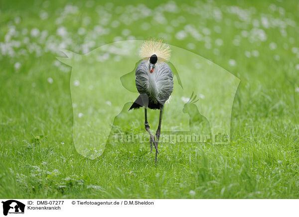 Kronenkranich / crowned crane / DMS-07277