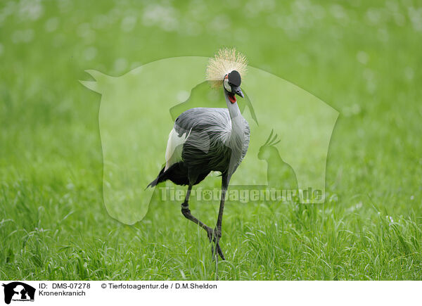Kronenkranich / crowned crane / DMS-07278