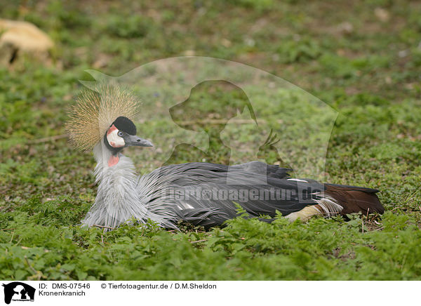 Kronenkranich / crowned crane / DMS-07546