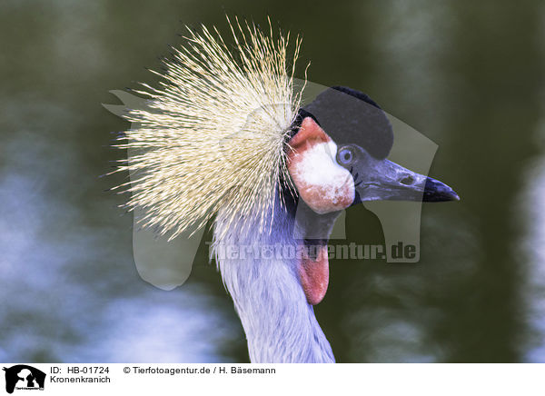 Kronenkranich / crowned crane / HB-01724
