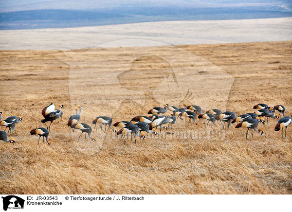Kronenkraniche / crowned cranes / JR-03543