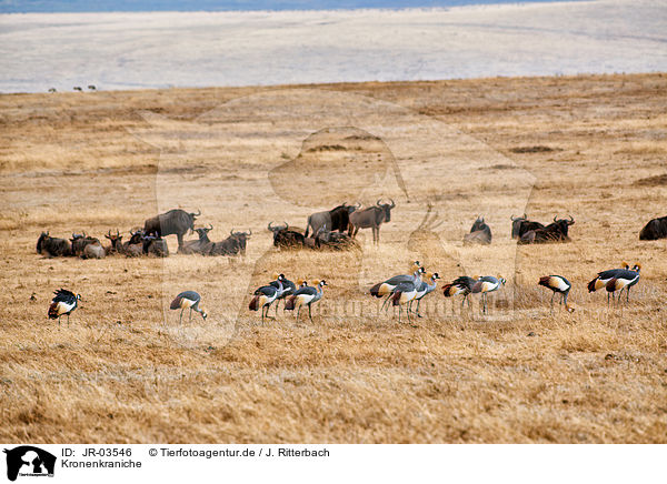 Kronenkraniche / crowned cranes / JR-03546