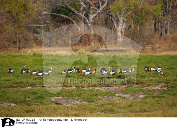 Kronenkraniche / crowned cranes / JR-03928
