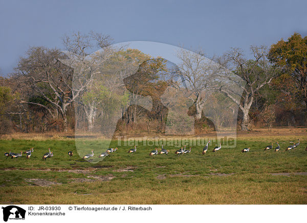 Kronenkraniche / crowned cranes / JR-03930