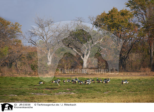Kronenkraniche / crowned cranes / JR-03936