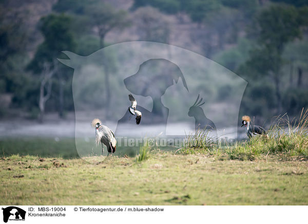 Kronenkraniche / crowned cranes / MBS-19004