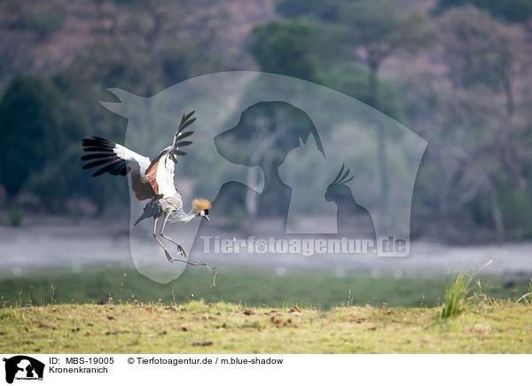 Kronenkranich / crowned crane / MBS-19005
