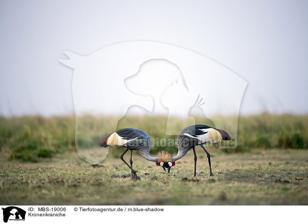 Kronenkraniche / crowned cranes / MBS-19006